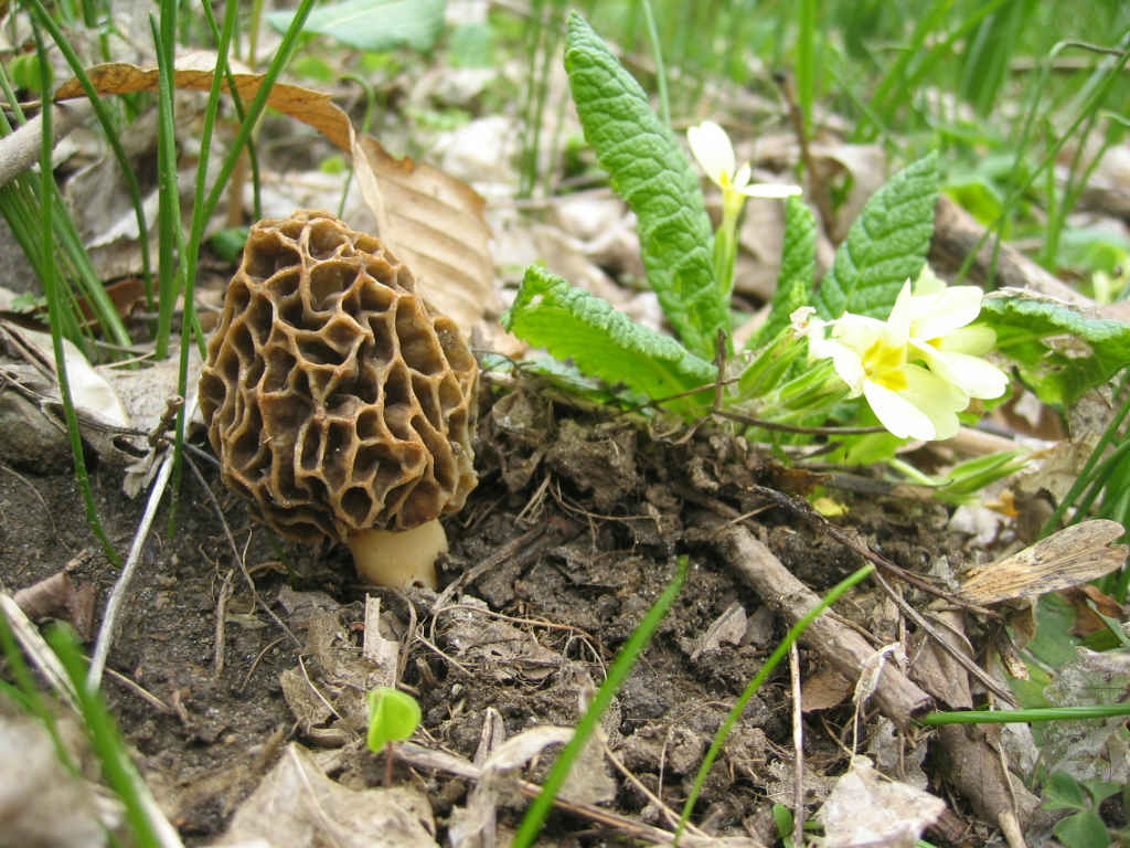2005 :  Un anno di funghi